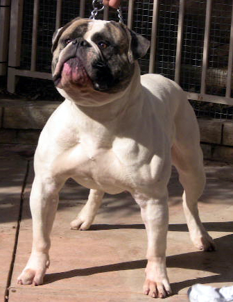 Miura Bulls' Beasty Girl