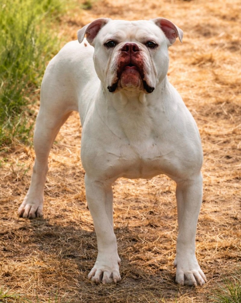 RoseBull Rocky