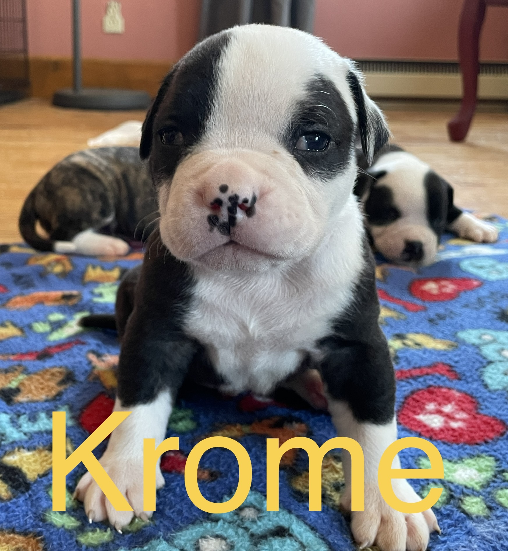 RoseBull Krome