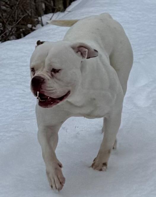 RoseBull Marilyn
