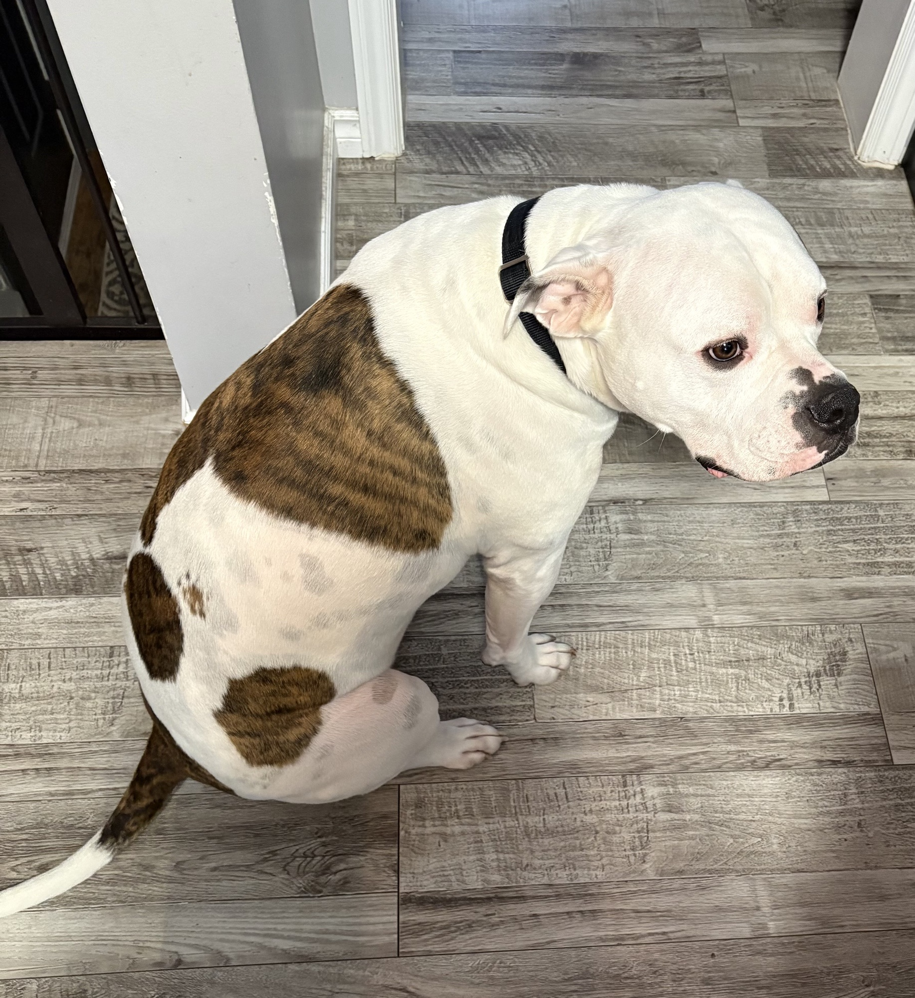 RoseBull Zak