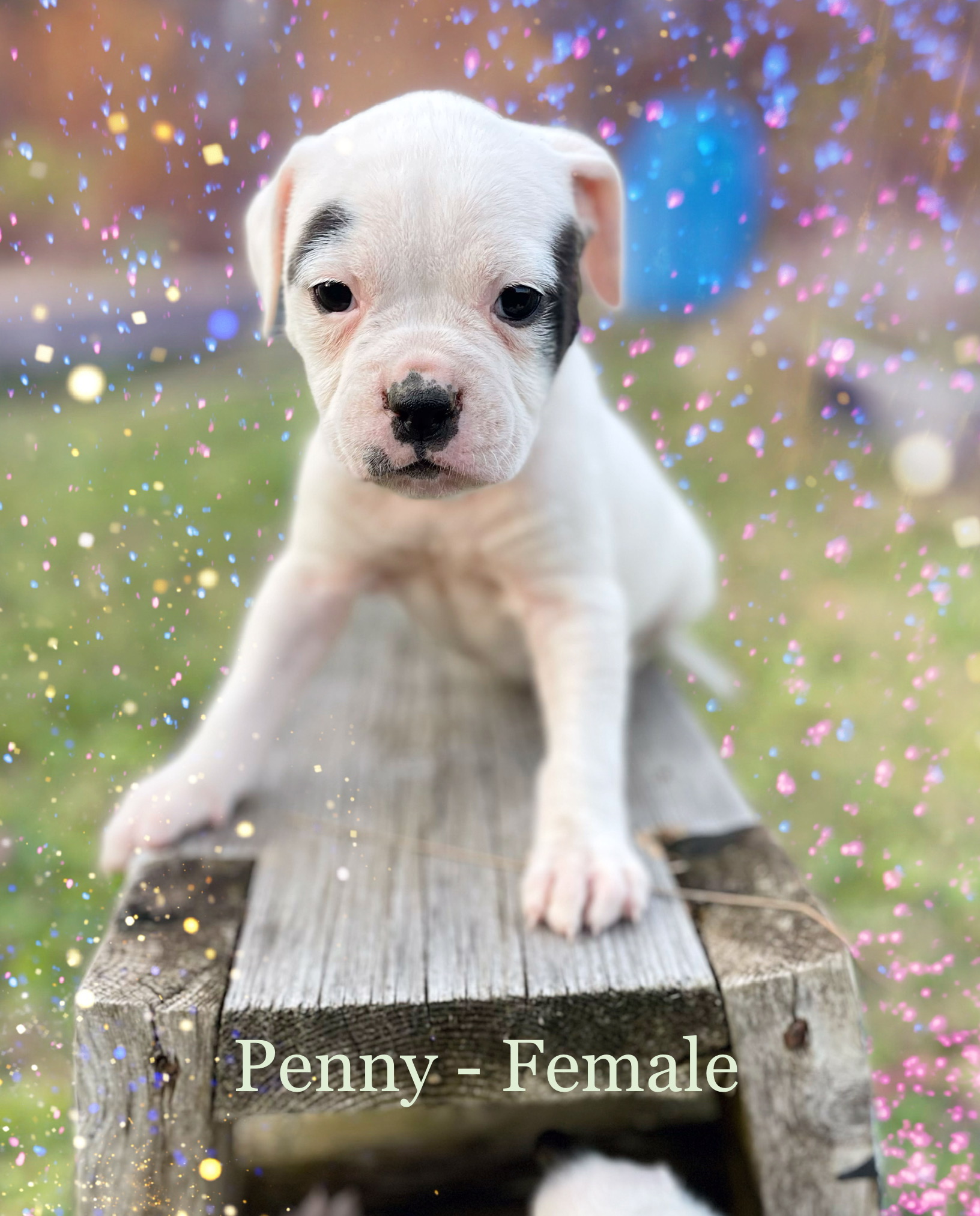 RoseBull Penny
