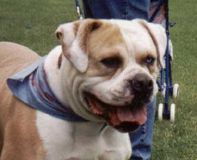 Dailey's Buckeye