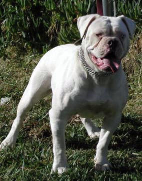 Big Block Bullies' Missy Hooligan