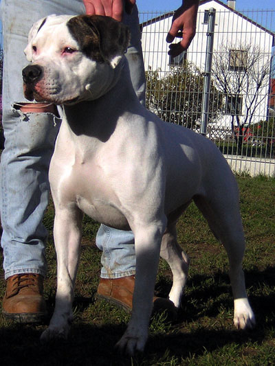 White Bandit's Miss Sophie