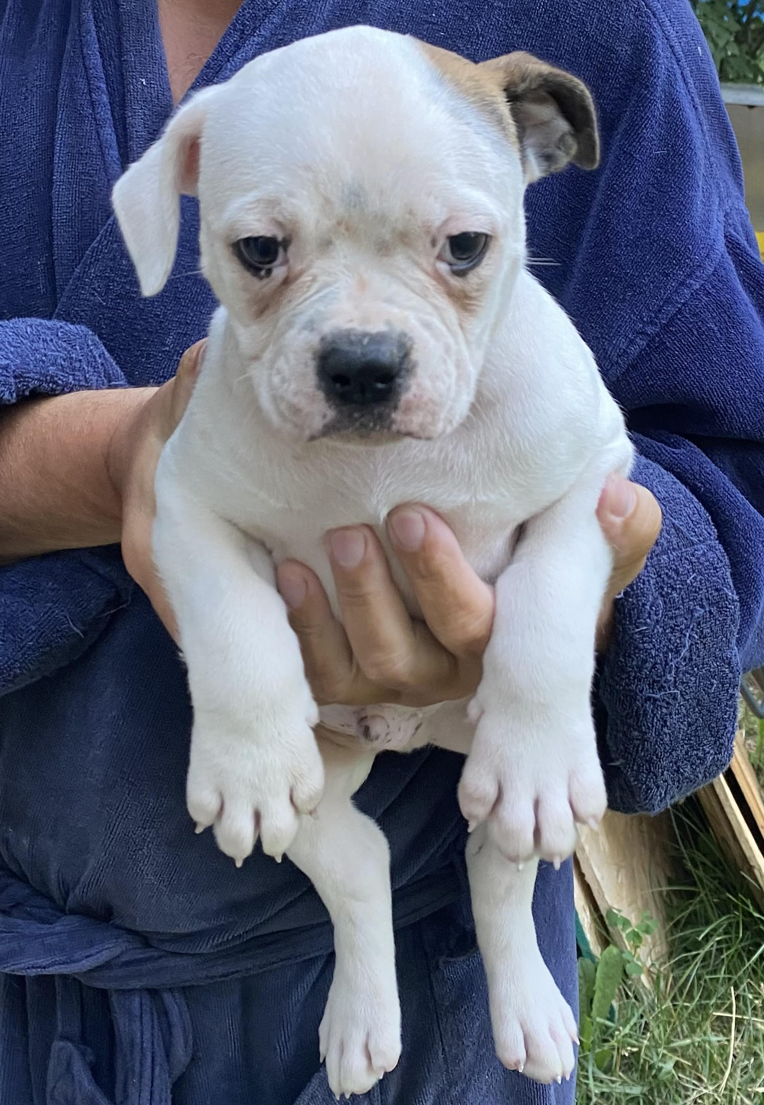 RoseBull Hendo Booker