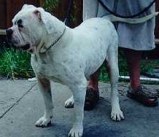 Mullen's Bubba