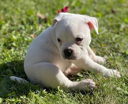 RoseBull Nova Osbourne