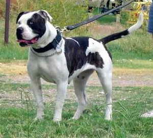 Boyd's Blue Eyed Tiger