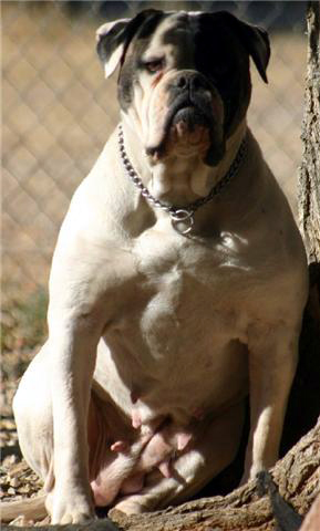 Big Block Bullies' Storm of Abiquiu