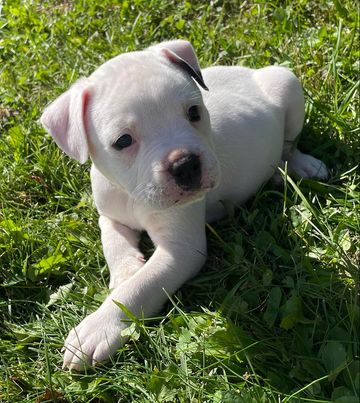 RoseBull Archie Kantola
