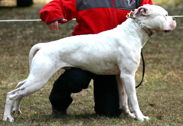 KiWS' Bulldog Blanco of Topline