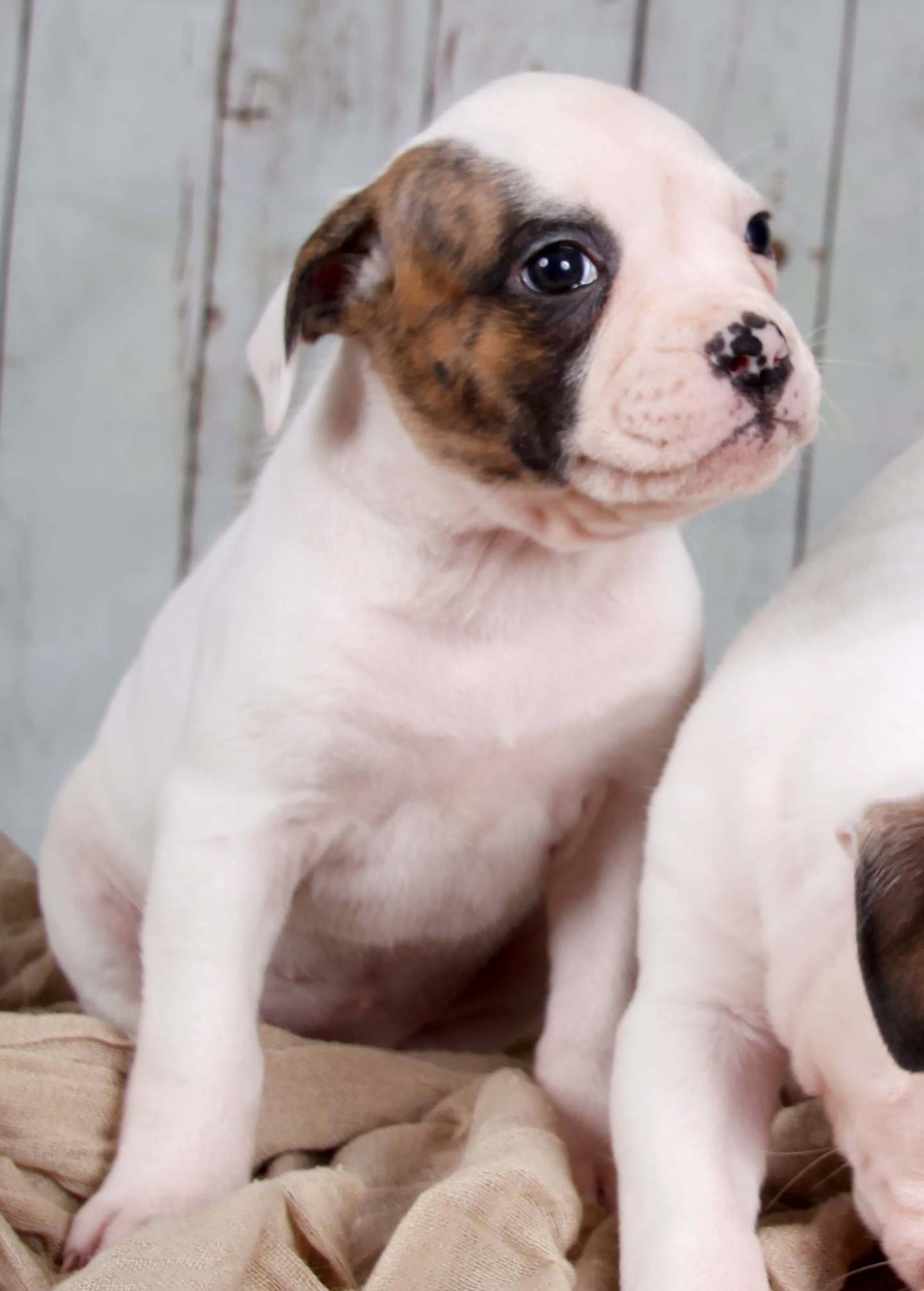 RoseBull Chloe (non breeding)