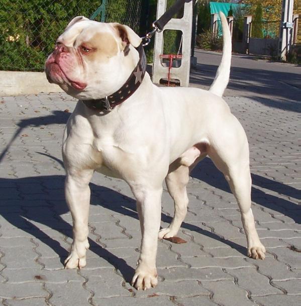 Megabulls' Sixtee of Backyard