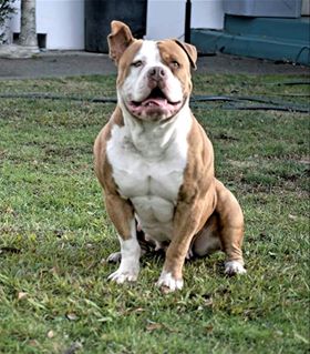 Bay Area Bullies' Tesla