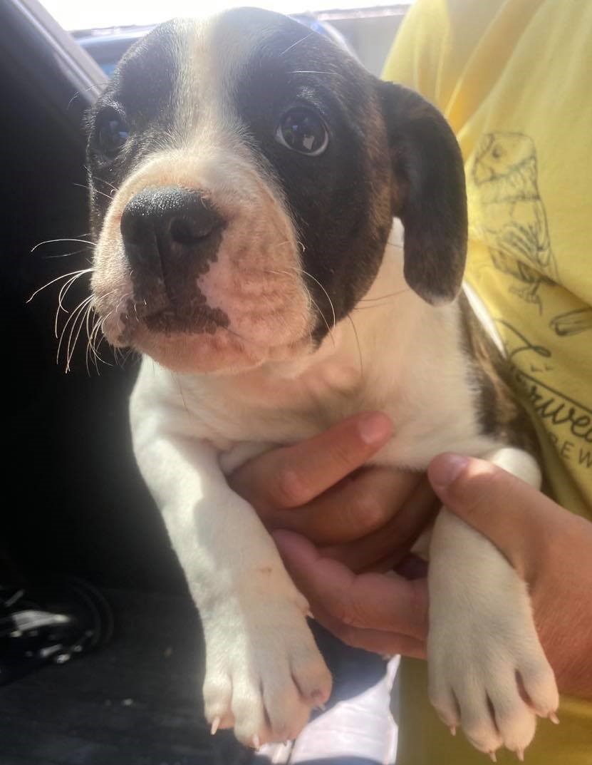 RoseBull Nala