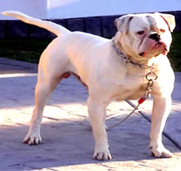 Fastlane Bulldogs' Heman