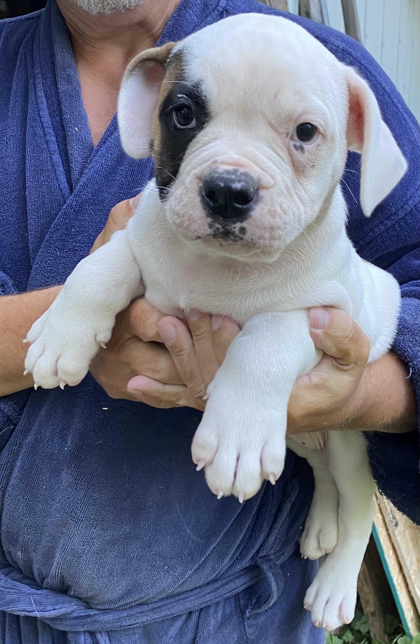 RoseBull Buffy