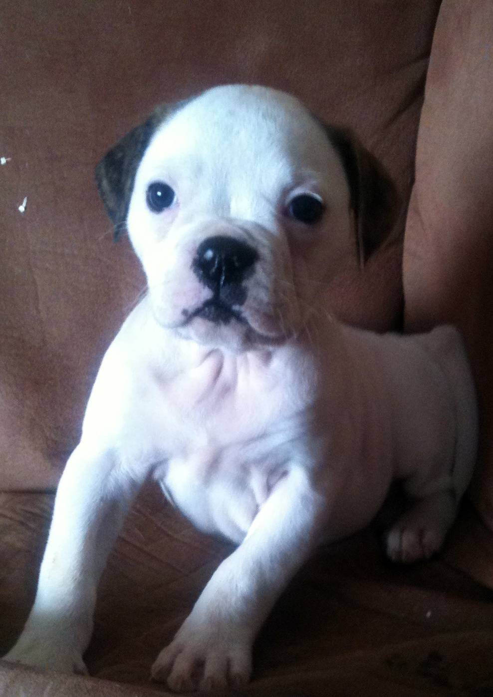 RoseBull Tunnuk