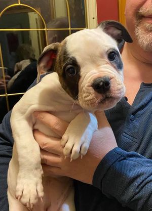 RoseBull Tessa Benjamin