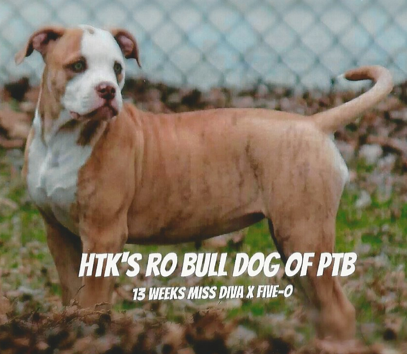HTK's RoBull Dog