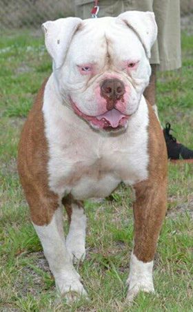 Musclefreak's Tyson