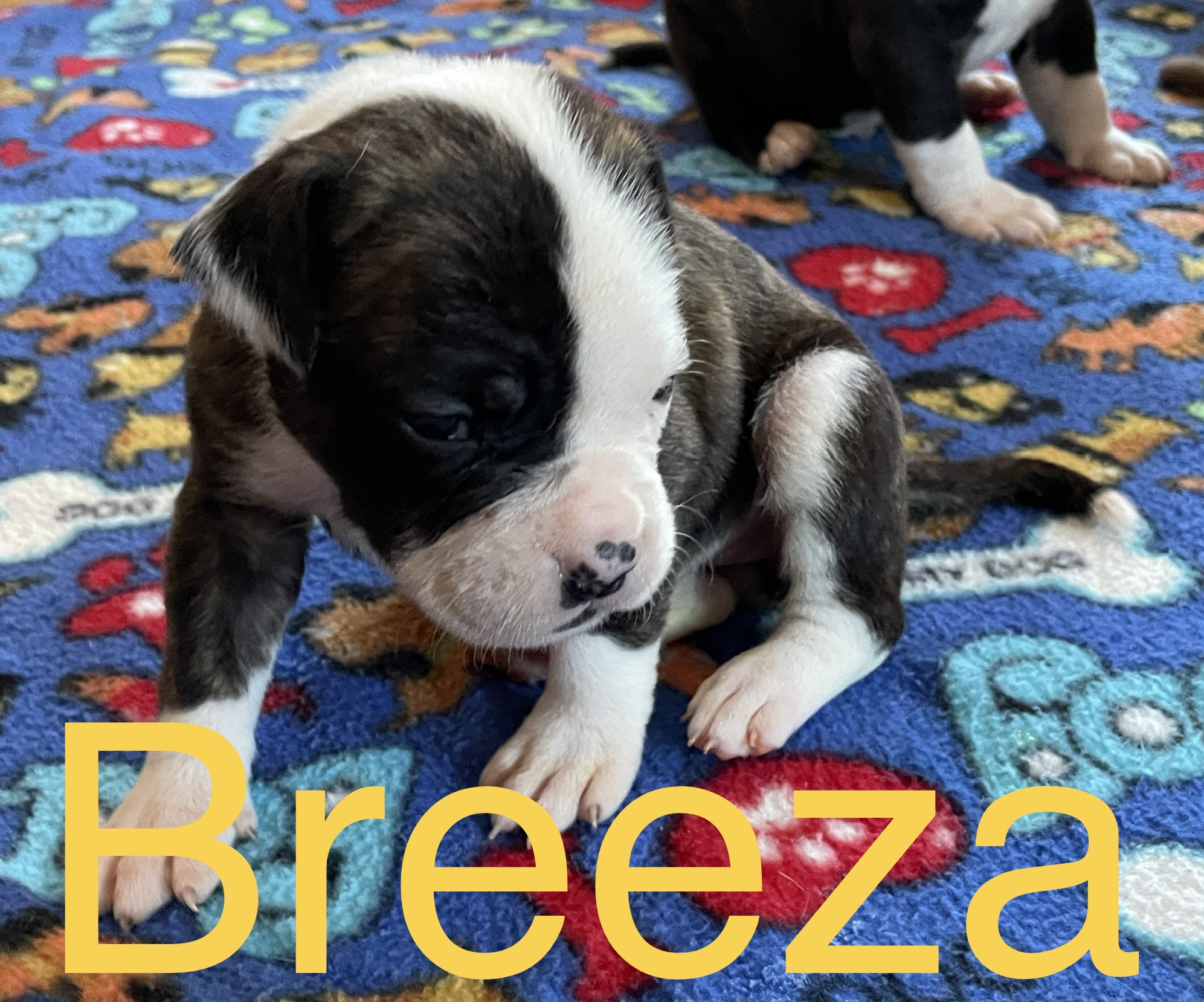 RoseBull Breeza