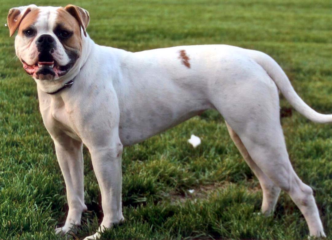 Dailey's Red Headed Ruffian