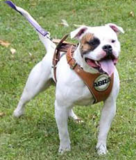 Valor's Bulldog Mr. Lucky @ RoseBull