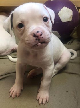 RoseBull Bodhi