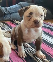 RoseBull Ginger Snap