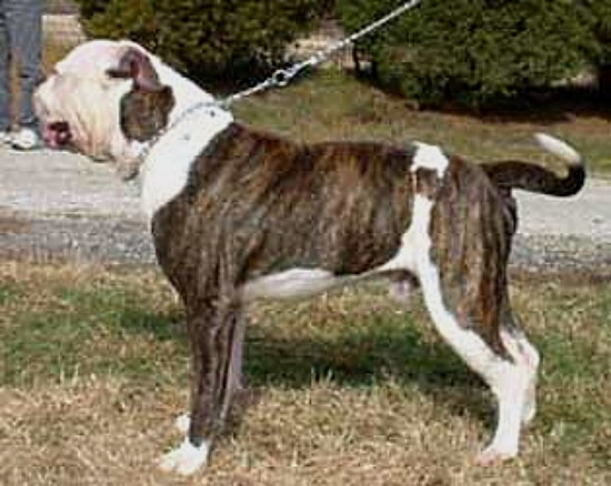 Spike Haines' #1