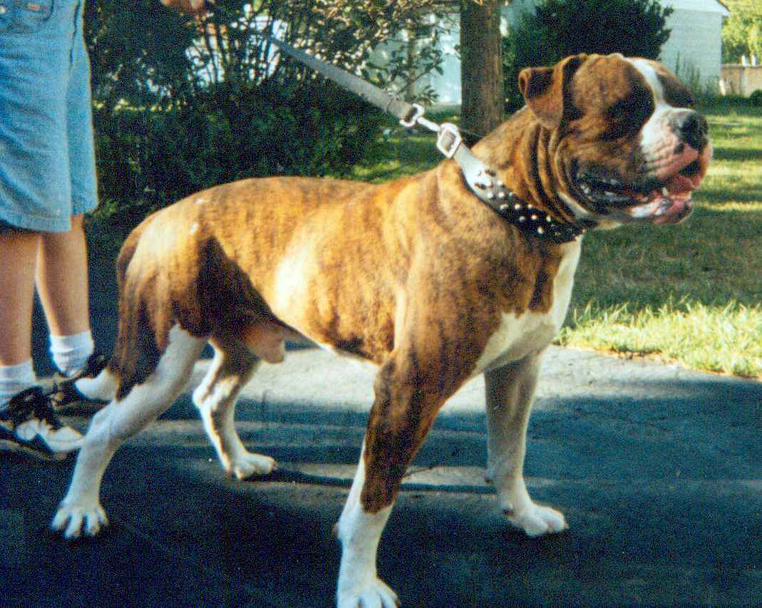 Damron's Returned Ringo