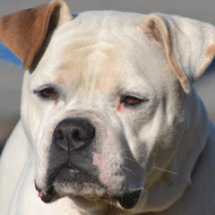 Xtreme Bulldog's Screaming Banshee