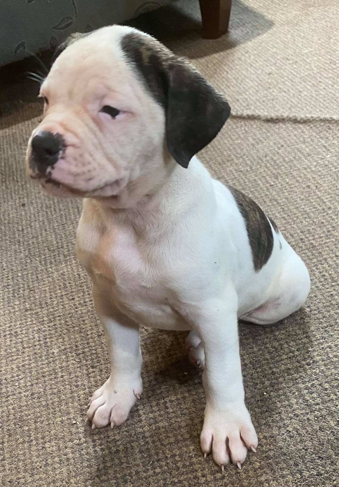 RoseBull Charlie