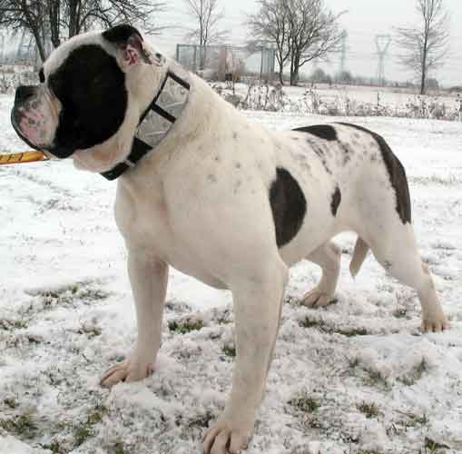 Rose's Big Bam Blue