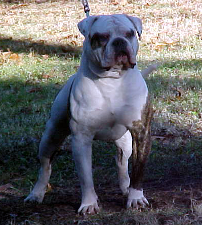 Dailey's Woolly Bully