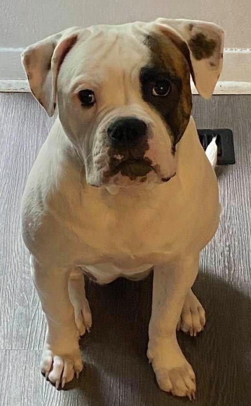 RoseBull Billie Jean Cummins