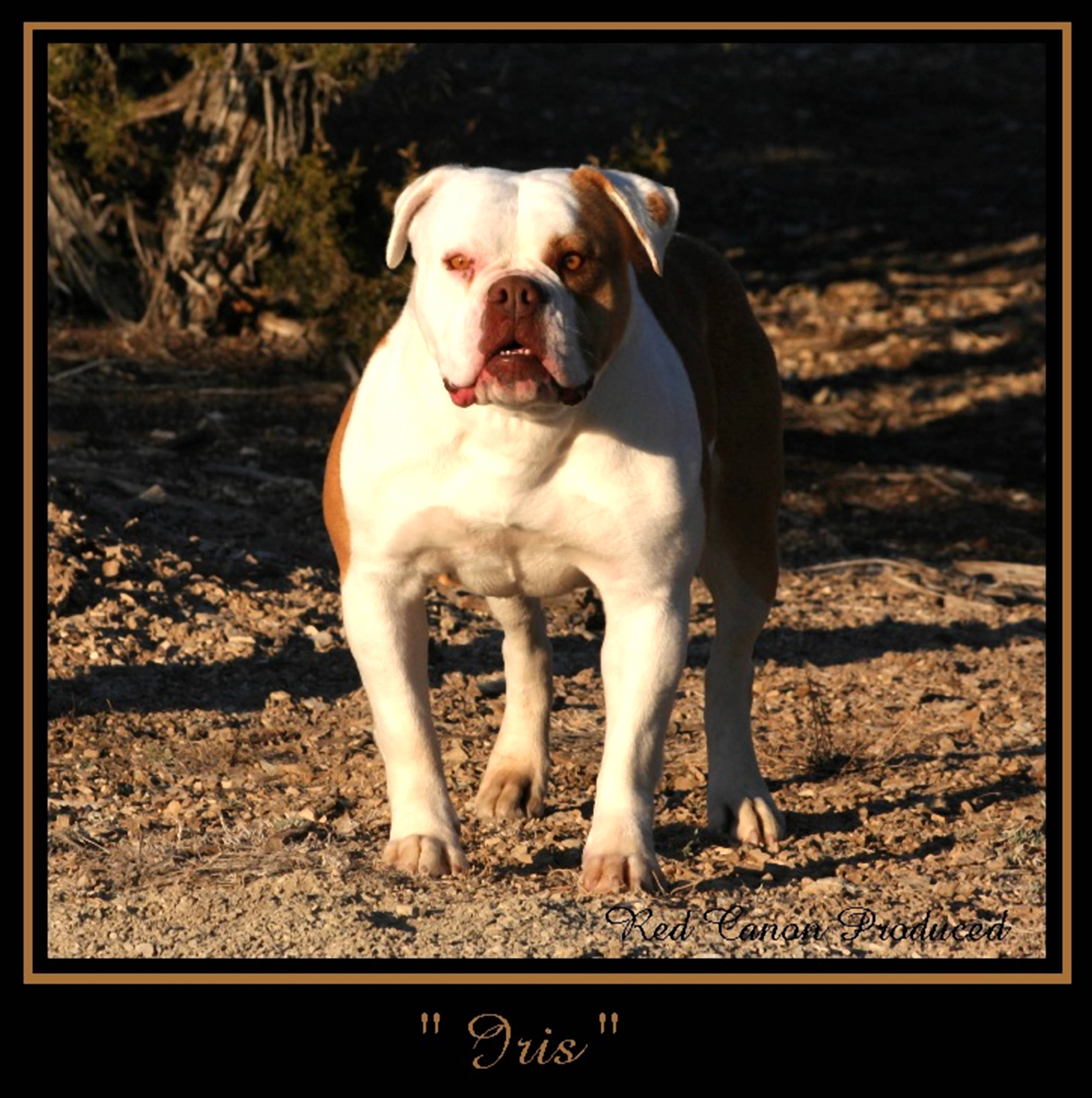 Red Canon Kennels Iris