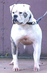 Dailey's Icabod