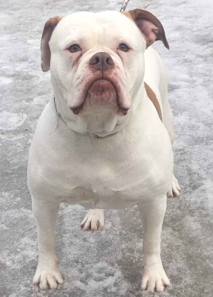 Prime Time's Cash @ Sauga City Bullies