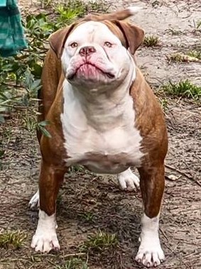 Musclefreak's Coco Chanel