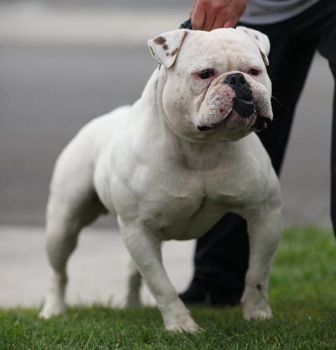 Fastlane Bulldogs' Chaulk