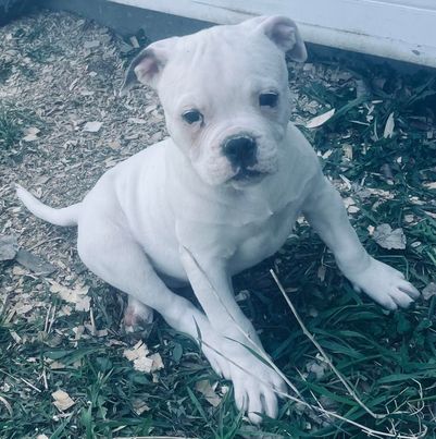 RoseBull Payton