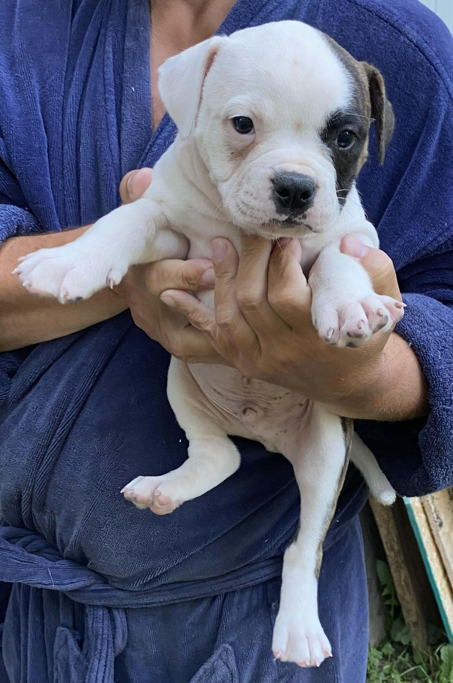 RoseBull Tucker Mason