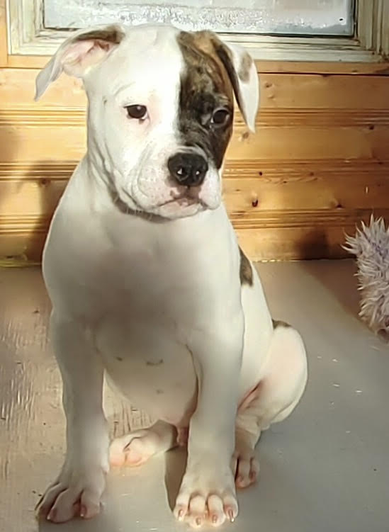 RoseBull Two Face