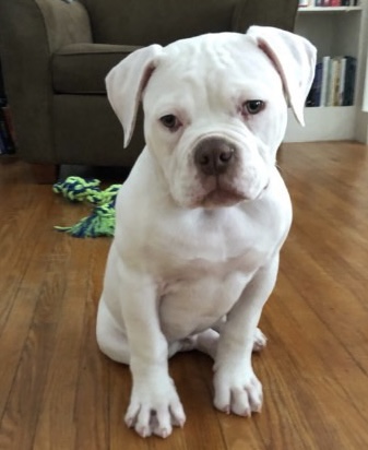 RoseBull Dutch
