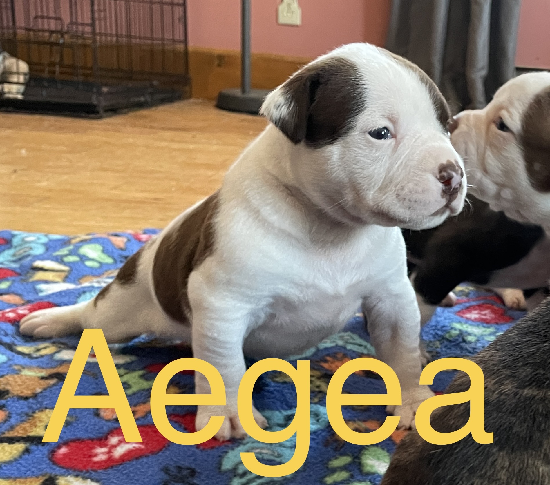 RoseBull Aegea