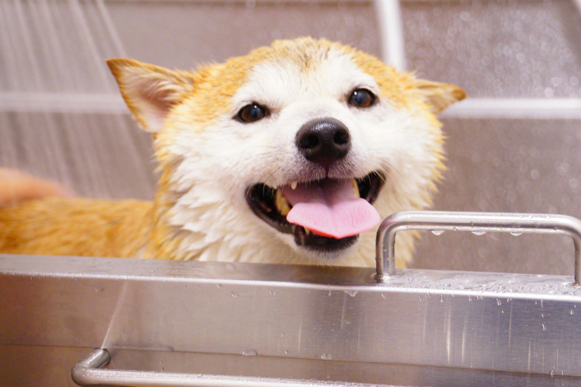 Shiba Inu being brushed to manage its thick double coat